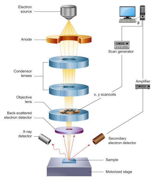 schematic-of-scanning-electron-microscope