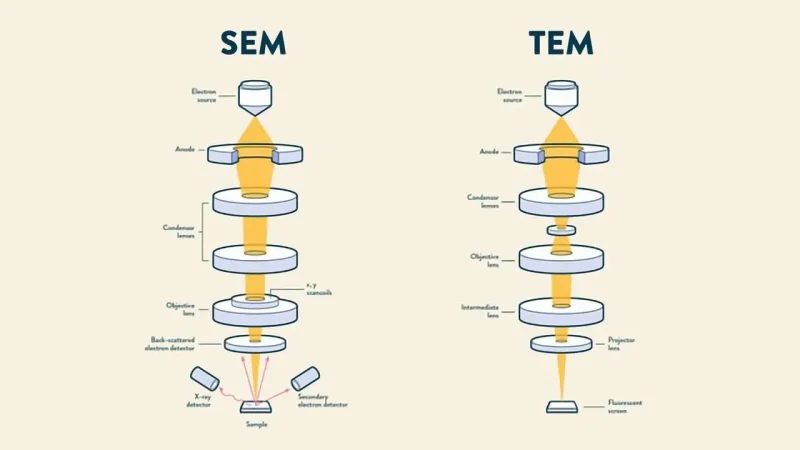 SEM VS TEM Microscope