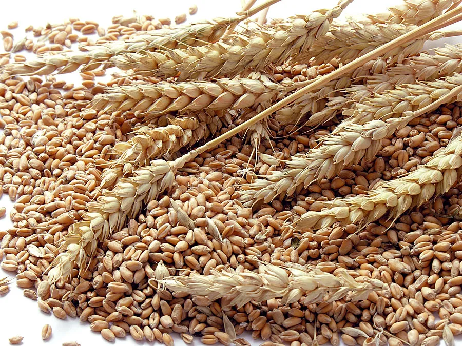 تعیین کیفیت رشد دانه آرد