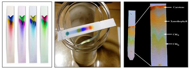 Thin Layer Chromatography