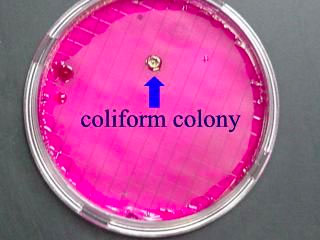 کلونی کلیفرم