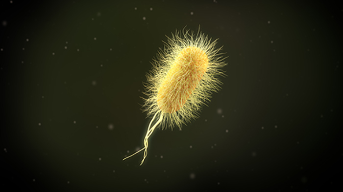 E coli