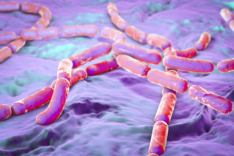 باکتری Bacillus cereus