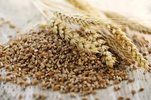 آرد و غله Triticale