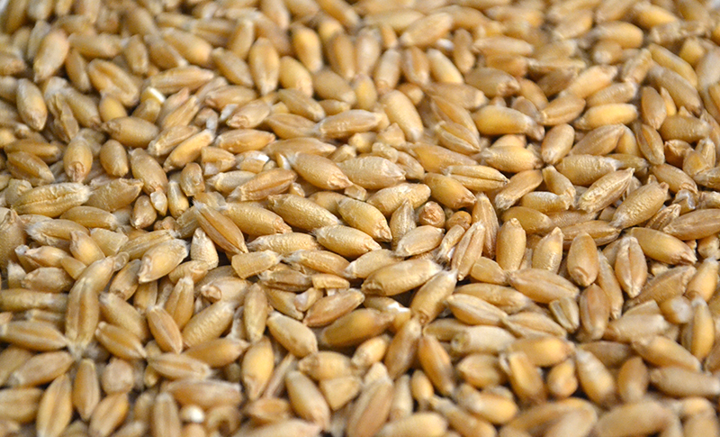 تریتیکاله (Triticale)