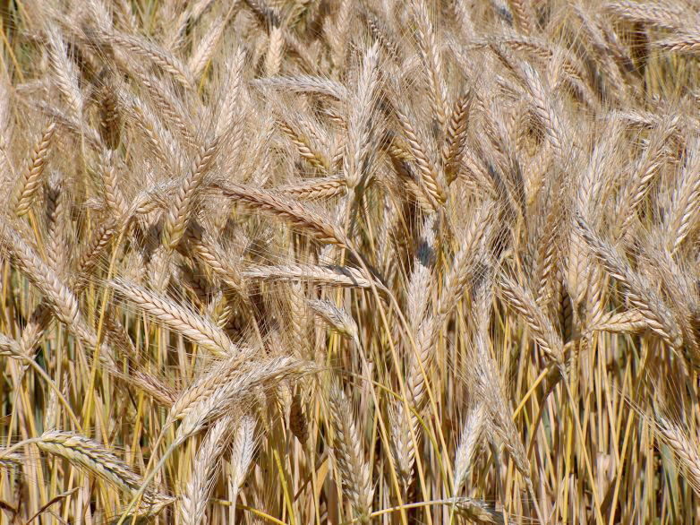 تلاقی گندم (Triticum) و چاودار (Secale)