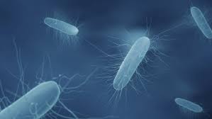 Listeria monocytogenes