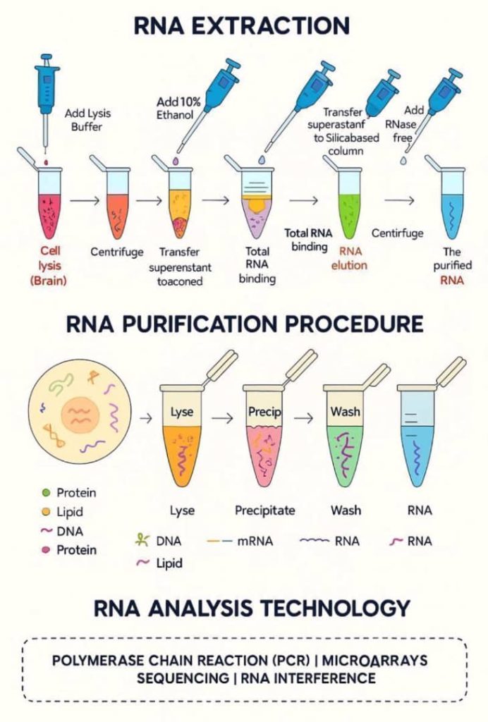 RNA Extraction and Purification